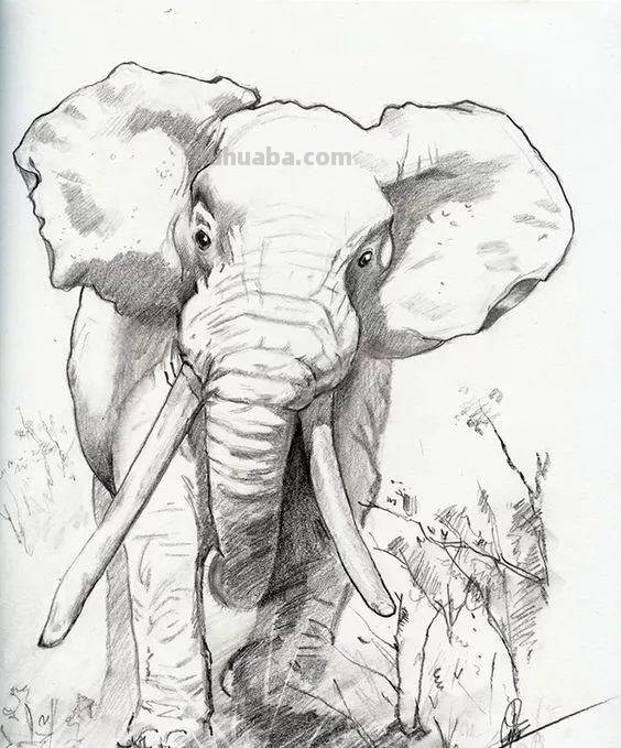分享一套精美动物素描，值得收藏学习