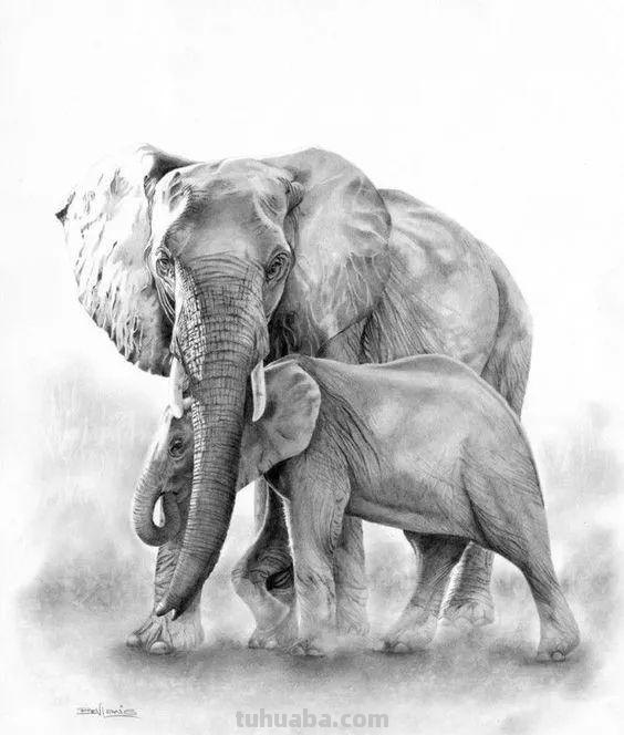 分享一套精美动物素描，值得收藏学习