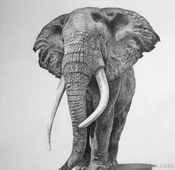 分享一套精美动物素描，值得收藏学习