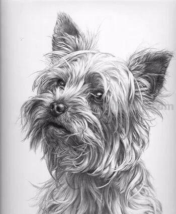 分享一套精美动物素描，值得收藏学习