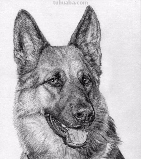 分享一套精美动物素描，值得收藏学习