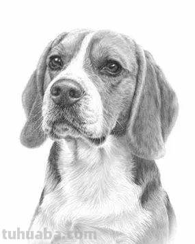 分享一套精美动物素描，值得收藏学习