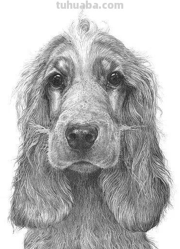 分享一套精美动物素描，值得收藏学习