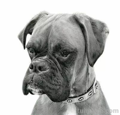 分享一套精美动物素描，值得收藏学习