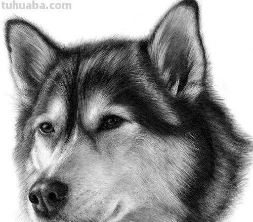 分享一套精美动物素描，值得收藏学习