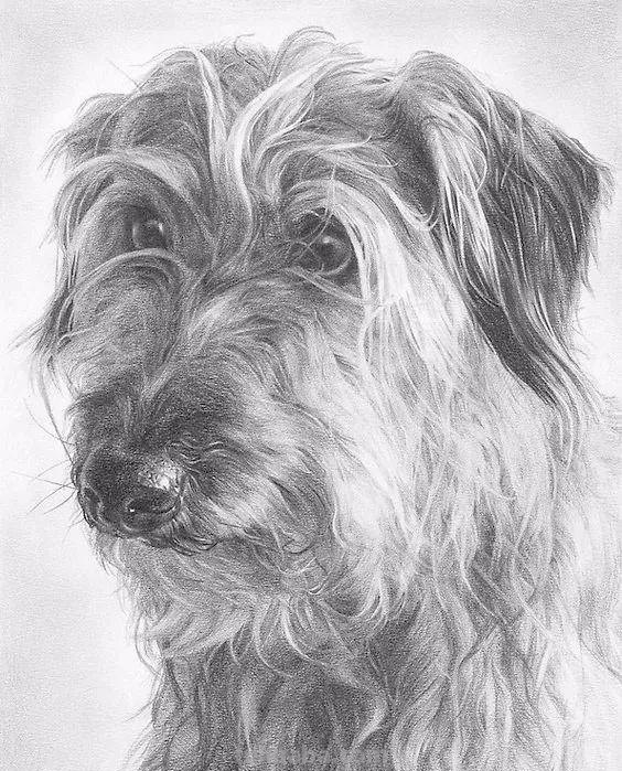 分享一套精美动物素描，值得收藏学习