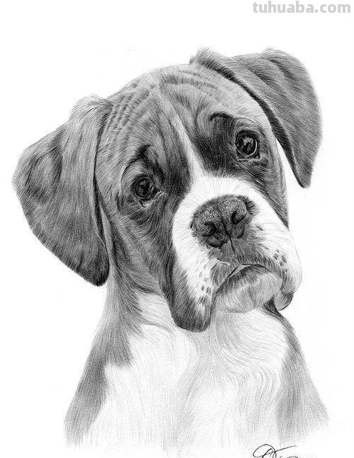 分享一套精美动物素描，值得收藏学习