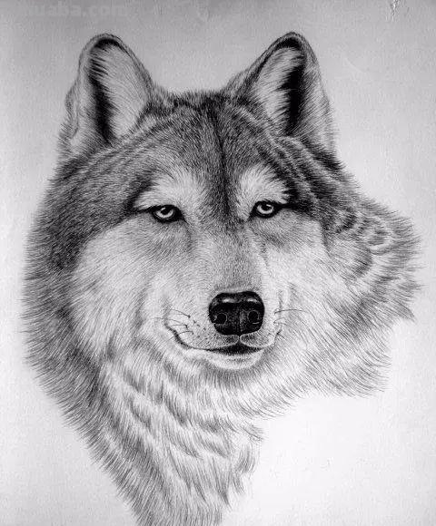 分享一套精美动物素描，值得收藏学习