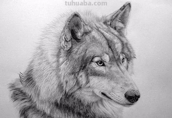 分享一套精美动物素描，值得收藏学习