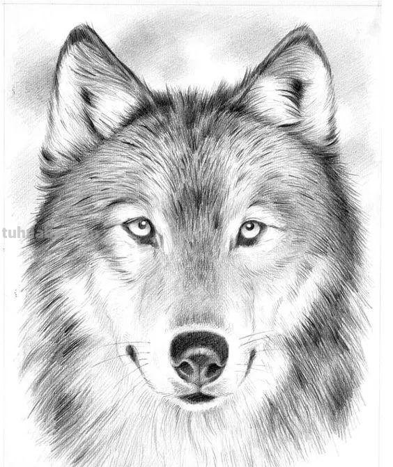 分享一套精美动物素描，值得收藏学习