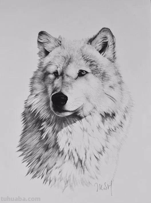 分享一套精美动物素描，值得收藏学习