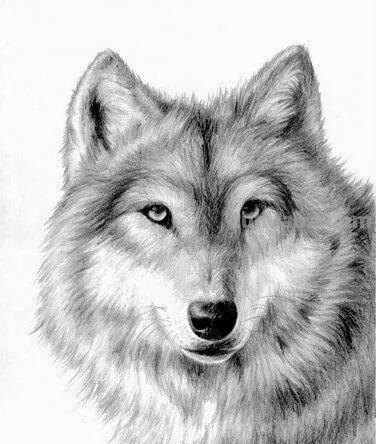 分享一套精美动物素描，值得收藏学习