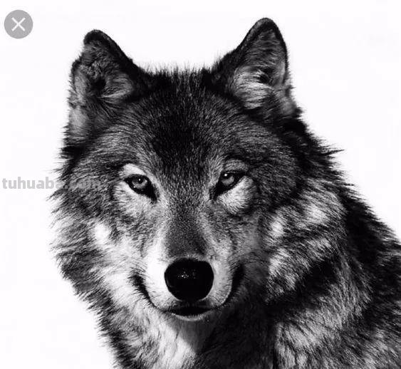 分享一套精美动物素描，值得收藏学习