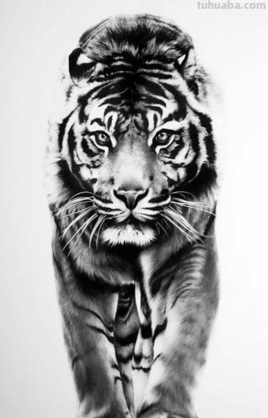 分享一套精美动物素描，值得收藏学习