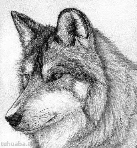 分享一套精美动物素描，值得收藏学习