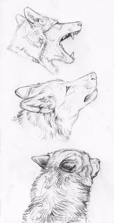 分享一套精美动物素描，值得收藏学习