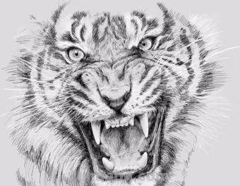 分享一套精美动物素描，值得收藏学习