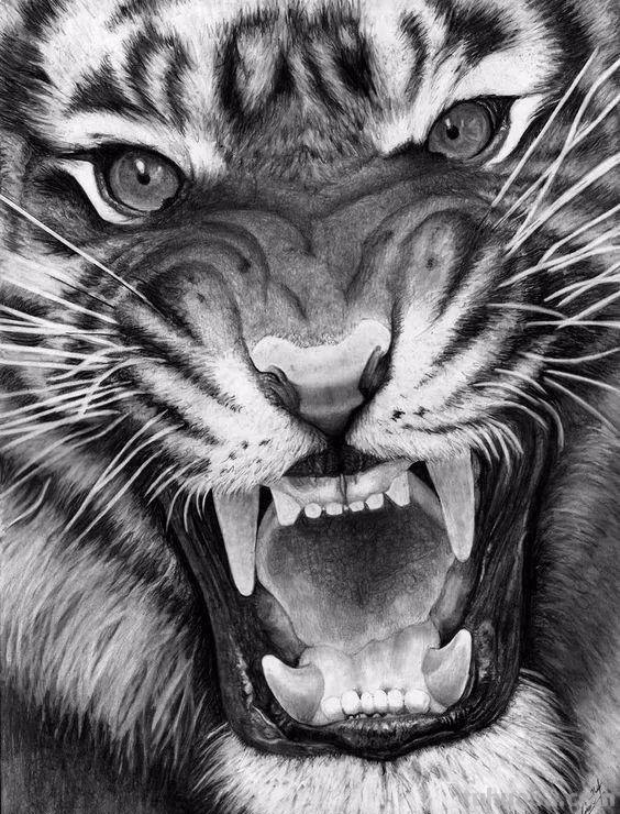 分享一套精美动物素描，值得收藏学习