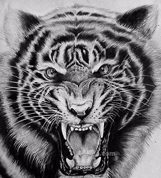 分享一套精美动物素描，值得收藏学习