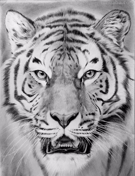 分享一套精美动物素描，值得收藏学习