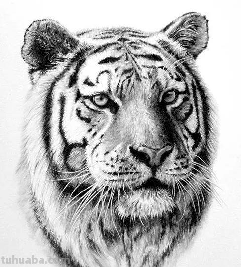 分享一套精美动物素描，值得收藏学习