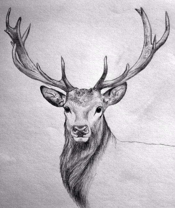 分享一套精美动物素描，值得收藏学习