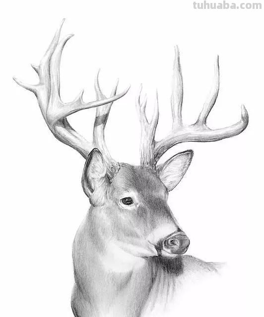 分享一套精美动物素描，值得收藏学习