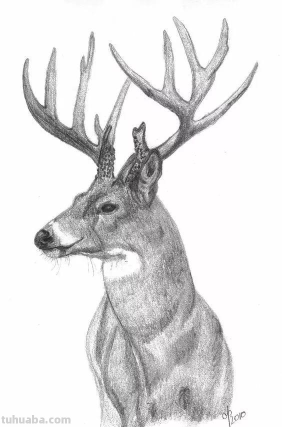 分享一套精美动物素描，值得收藏学习