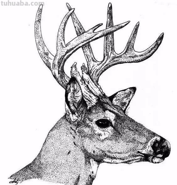 分享一套精美动物素描，值得收藏学习