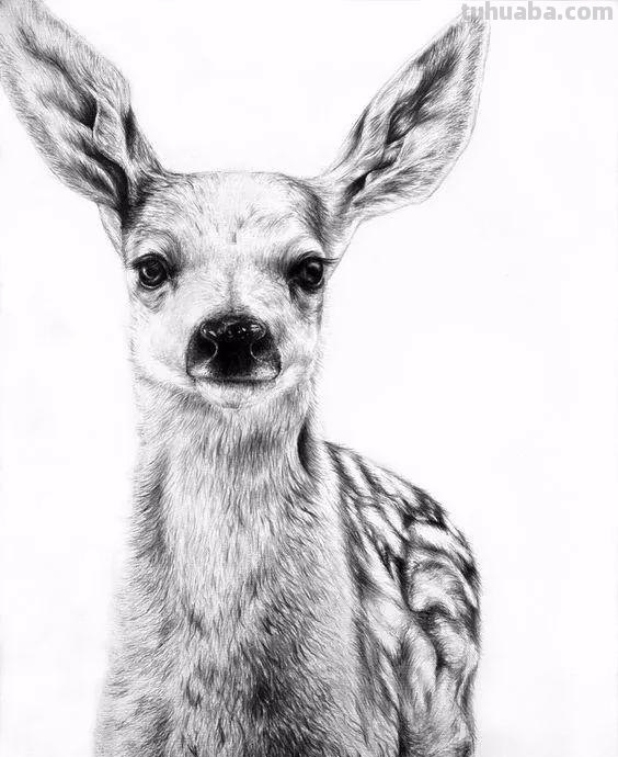 分享一套精美动物素描，值得收藏学习