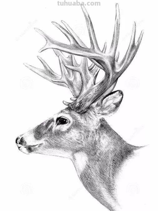 分享一套精美动物素描，值得收藏学习
