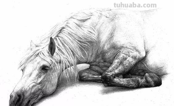 分享一套精美动物素描，值得收藏学习