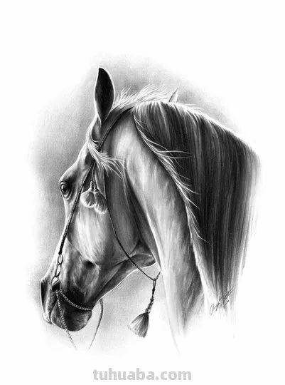 分享一套精美动物素描，值得收藏学习