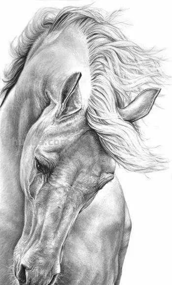 分享一套精美动物素描，值得收藏学习