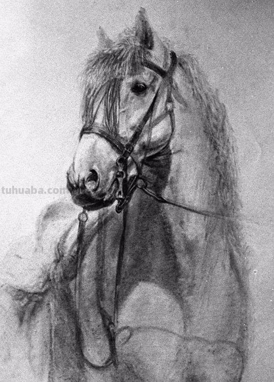 分享一套精美动物素描，值得收藏学习