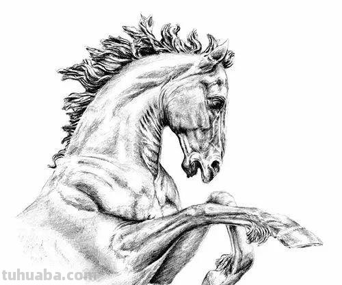 分享一套精美动物素描，值得收藏学习