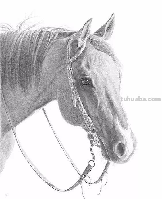 分享一套精美动物素描，值得收藏学习