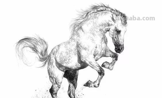 分享一套精美动物素描，值得收藏学习