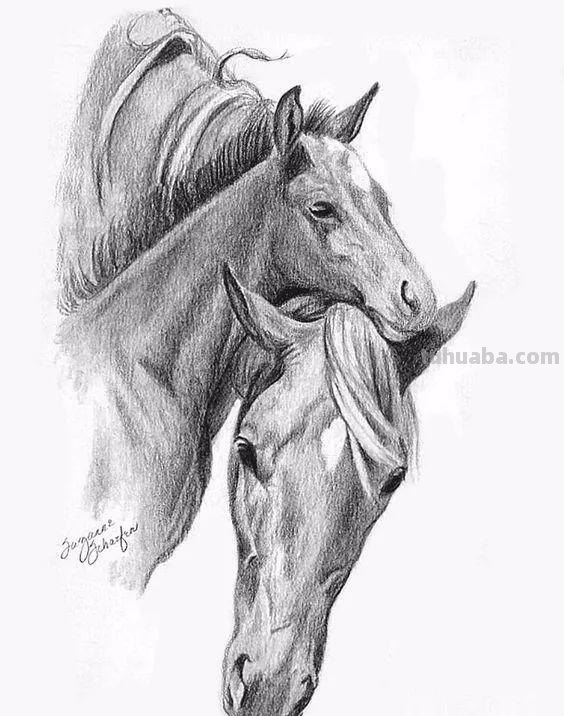 分享一套精美动物素描，值得收藏学习