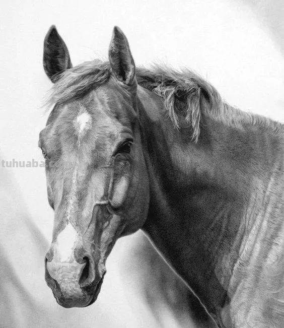 分享一套精美动物素描，值得收藏学习