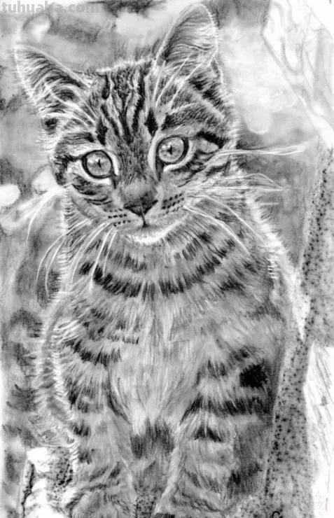 分享一套精美动物素描，值得收藏学习