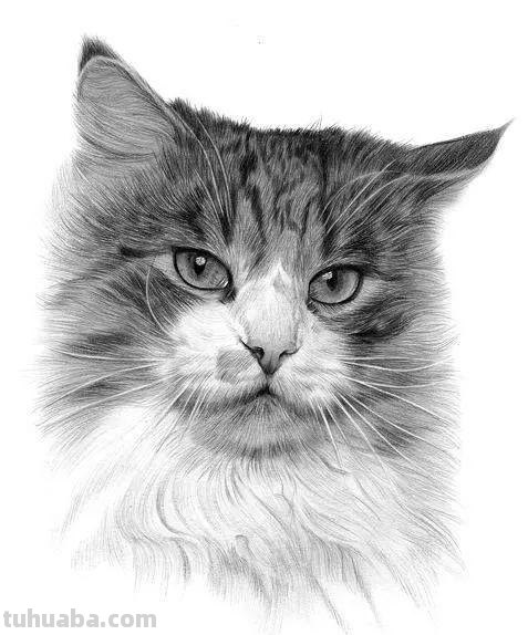 分享一套精美动物素描，值得收藏学习