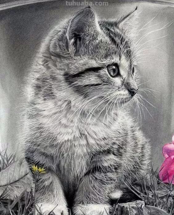 分享一套精美动物素描，值得收藏学习