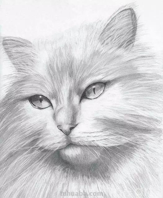 分享一套精美动物素描，值得收藏学习