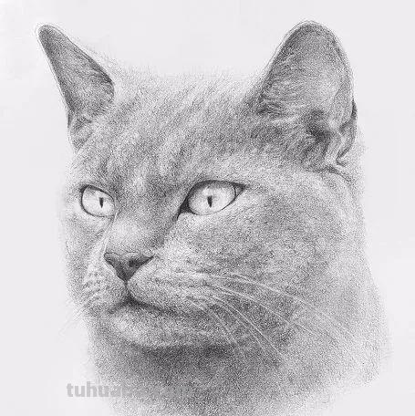 分享一套精美动物素描，值得收藏学习