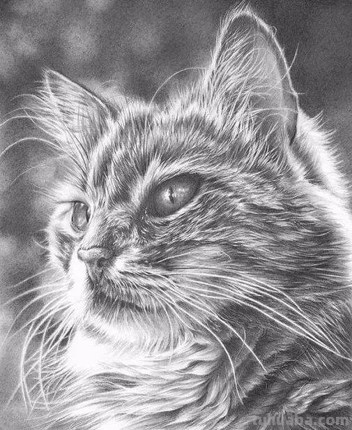 分享一套精美动物素描，值得收藏学习