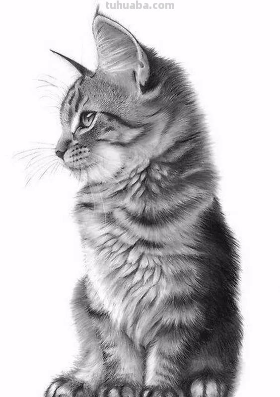 分享一套精美动物素描，值得收藏学习