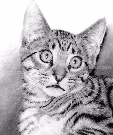 分享一套精美动物素描，值得收藏学习