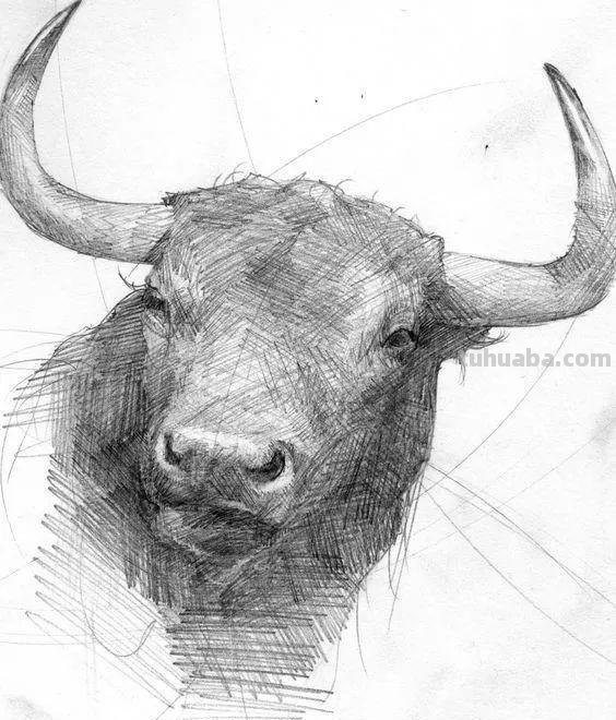 分享一套精美动物素描，值得收藏学习