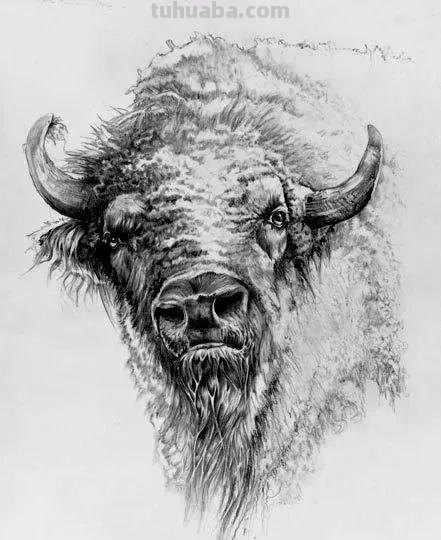 分享一套精美动物素描，值得收藏学习